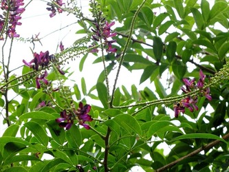 DSCF4486_R