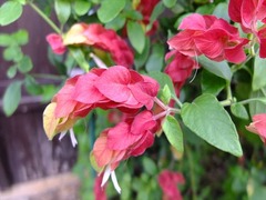 DSCF9463_R