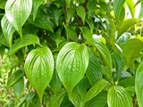 DSCF7007_R