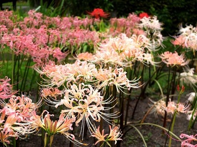 DSCF4944_R