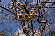 DSCF9474_R