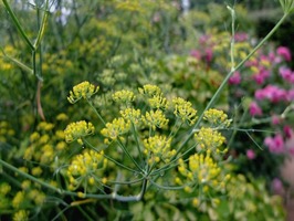DSCF8974_R