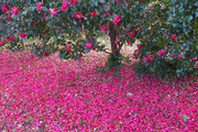 DSCF9457_R