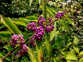 DSCF9191_R