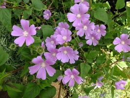 DSCF5668_R