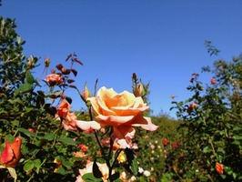 DSCF5418_R