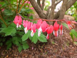 DSCF2317_R