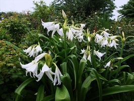 DSCF3636_R