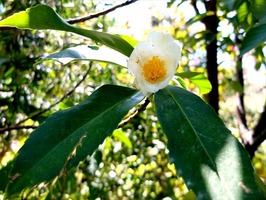 DSCF5445_R