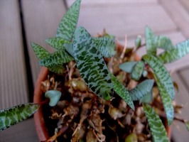 DSCF8997_R