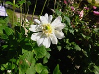 DSCF5111_R