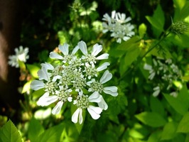 DSCF2445_R