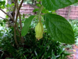 DSCF4451_R