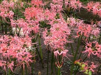 DSCF4940_R