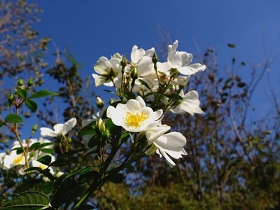 DSCF5454_R