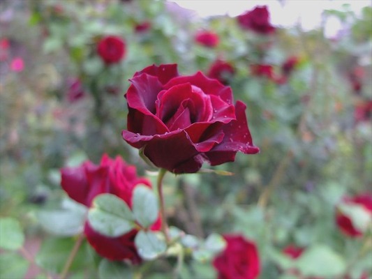 DSCF5630_R