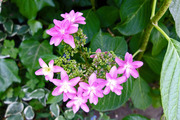 DSCF8004
