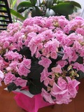 DSCF1773_R