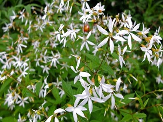 DSCF7342_R