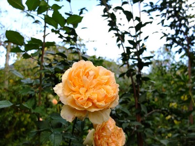 DSCF5684_R