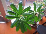DSCF1635_R