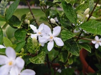 DSCF4853_R