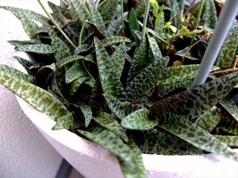 DSCF4366_R