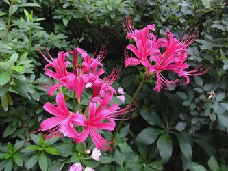 DSCF4524_R
