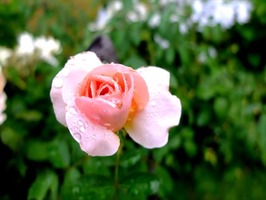 DSCF8943_R