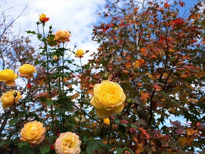 DSCF5677_R