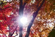 DSCF8116_R