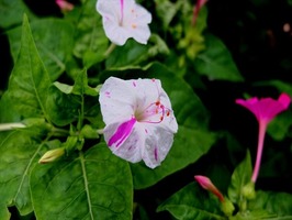 DSCF9108_R