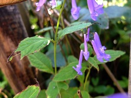 DSCF5231_R