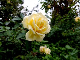 DSCF5611_R