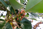DSCF8965_R