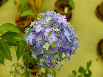 DSCF7801_R