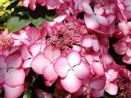 DSCF2508