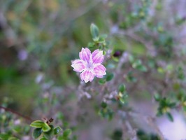 DSCF5292