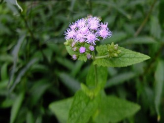 DSCF4439_R