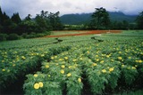 ad8b3727.jpg