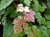 DSCF7176_R