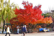 DSCF8445_R