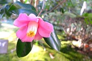 DSCF8346_R