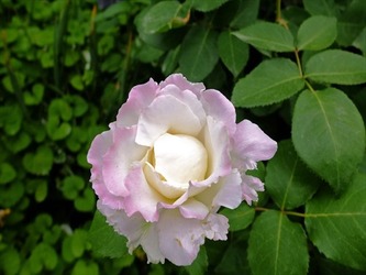 DSCF7428_R