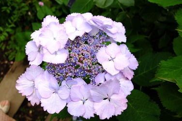 DSCF8565