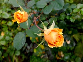 DSCF5680_R