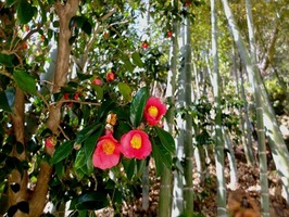 DSCF1199_R
