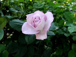DSCF2477_R