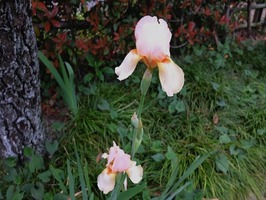 DSCF2376_R
