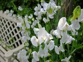 DSCF8151_R